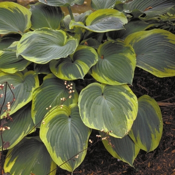 Hosta 'Earth Angel' - Earth Angel Hosta Hosta 'Earth Angel' - Earth Angel Hosta