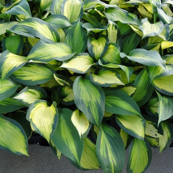 Hosta 'Forbidden Fruit' - Forbidden Fruit Hosta Hosta 'Forbidden Fruit' - Forbidden Fruit Hosta