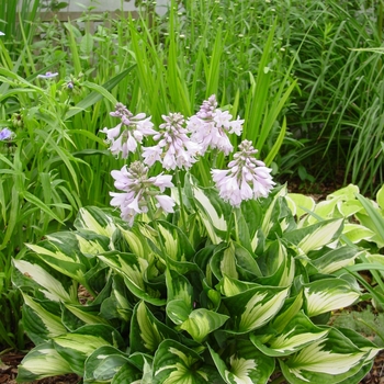 Hosta 'Whirlwind' - Whirlwind Hosta Hosta 'Whirlwind' - Whirlwind Hosta