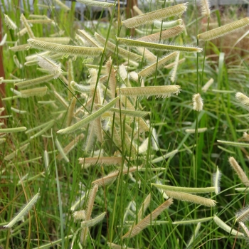 Bouteloua gracilis 'Blonde Ambition' - Blonde Ambition Blue Grama Bouteloua gracilis 'Blonde Ambition' - Blonde Ambition Blue Grama
