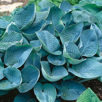 Hosta 'Big Daddy' - Big Daddy Hosta Hosta 'Big Daddy' - Big Daddy Hosta