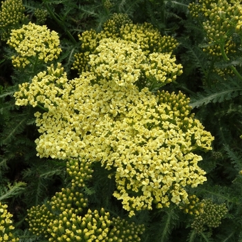 Achillea millefolium 'Sunny Seduction' - Sunny Seduction Yarrow Achillea millefolium 'Sunny Seduction' - Sunny Seduction Yarrow