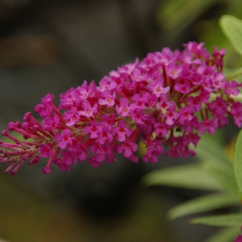 Buddleia 'Buzz Magenta' - Buzz Magenta Buddleia Buddleia 'Buzz Magenta' - Buzz Magenta Buddleia