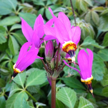 Dodecatheon meadia 'Aphrodite' - Pink Shooting Star Dodecatheon meadia 'Aphrodite' - Pink Shooting Star