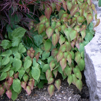 Epimedium rubrum 'Galadriel' - Red Barrenwort Epimedium rubrum 'Galadriel' - Red Barrenwort