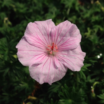 Geranium sanguineum 'Striatum' - Bloody Cranesbill Geranium sanguineum 'Striatum' - Bloody Cranesbill