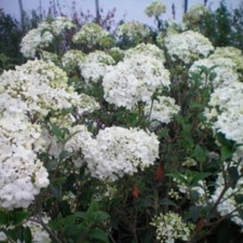 Viburnum x Nantuckett - Nantuckett Viburnum 