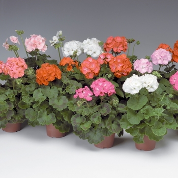 Pelargonium x hortorum 'Pinto™ Premium Mix' - Zonal Geranium Pelargonium x hortorum 'Pinto™ Premium Mix' - Zonal Geranium