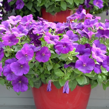 Petunia 'Blue Omri' - Cascadias Blue Omni Petunia Petunia 'Blue Omri' - Cascadias Blue Omni Petunia