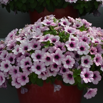 Capella Petunia 'Neon Pink' - Capella Neon Pink Petunia Capella Petunia 'Neon Pink' - Capella Neon Pink Petunia