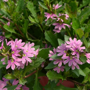 Scaevola 'Pink Cloud' - Pink Cloud Scaevola Scaevola 'Pink Cloud' - Pink Cloud Scaevola