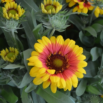 Gaillardia hybrid - 'SpinTop Red Starburst' Gaillardia hybrid - 'SpinTop Red Starburst'