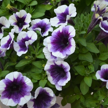 Petunia Potunia 'Purple Halo' - Purple Halo Petunia Petunia Potunia 'Purple Halo' - Purple Halo Petunia