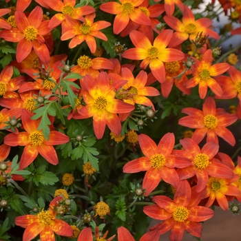 'Bidy Boom Wildfire' Bidens - 'Bidy Boom Wildfire' Bidens 'Bidy Boom Wildfire' Bidens - 'Bidy Boom Wildfire' Bidens