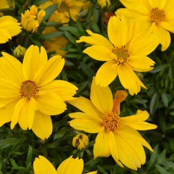 Bidens ferufolia 'Pop Star' - 'Pop Star' Bidens Bidens ferufolia 'Pop Star' - 'Pop Star' Bidens