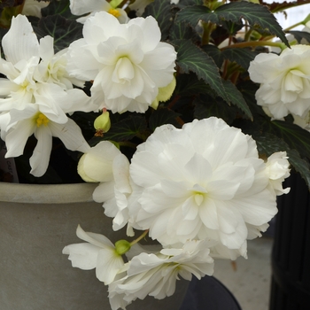 Begonia x tuberhybrida - Nonstop® Joy Mocca White Begonia x tuberhybrida - Nonstop® Joy Mocca White