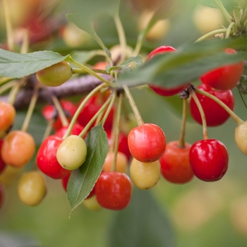 Prunus 'eubank' - Sweet Cherry Pie™ Cherry 