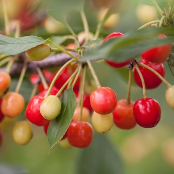 Prunus 'Sweet Cherry Pie' - Sweet Cherry Pie™ Cherry 