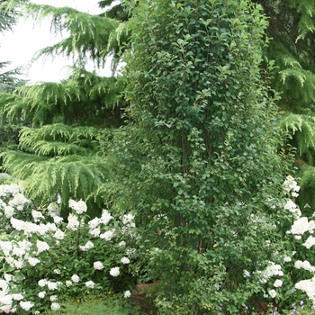 Amelanchier alnifolia 'Obelisk' - Standing Ovation™ Serviceberry 