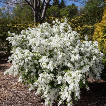 Exochorda x macrantha - Lotus Moon&trade; Pearlbush