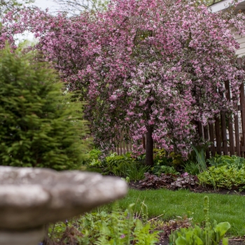 Malus - 'Ruby Tears™' Crabapple