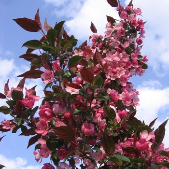 Malus x adstringens 'Durleo' - Gladiator™ Crabapple 