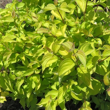 Cornus alba 'ByBoughen' - Neon Burst™ Dogwood