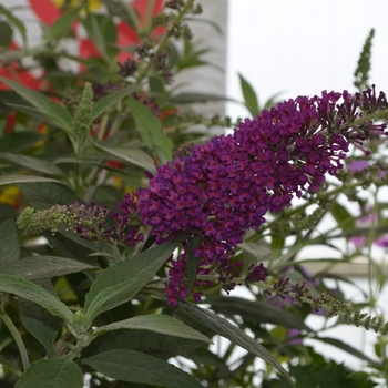 Buddleia davidii 'Magenta Improved' Buddleia davidii 'Magenta Improved'
