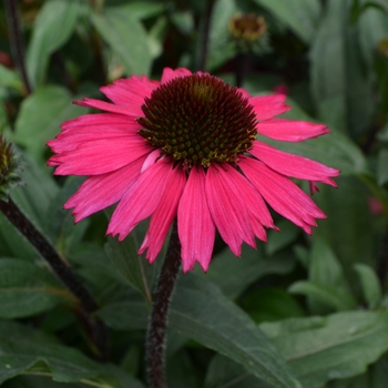 Echinacea 'Sensation Pink' - Coneflower Echinacea 'Sensation Pink' - Coneflower