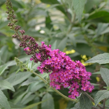 Buddleia davidii 'Buzz Hot Raspberry' - Buzz™ Hot Raspberry Butterfly Bush