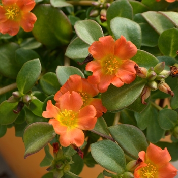 Portulaca oleracea 'Orange' - Pazazz Nano Orange Portulaca oleracea 'Orange' - Pazazz Nano Orange