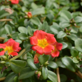 Portulaca oleracea 'Hot Pink' - Pazazz Nano Hot Pink Portulaca oleracea 'Hot Pink' - Pazazz Nano Hot Pink