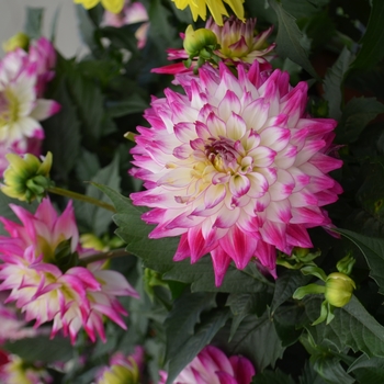 Dahlia 'Maggiore Rose Bicolor' - Rose Bicolor Dahlia Dahlia 'Maggiore Rose Bicolor' - Rose Bicolor Dahlia