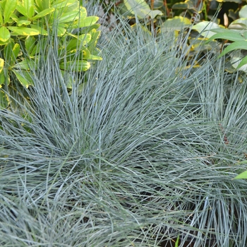 Festuca glauca 'Beyond Blue™' - Beyond Blue™ Fescue