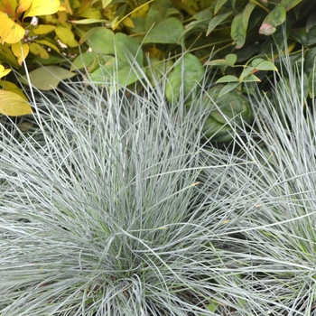 Festuca glauca 'Beyond Blue' - Blue Fescue Festuca glauca 'Beyond Blue' - Blue Fescue
