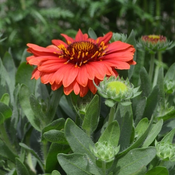 Gaillardia aristata - 'SpinTop Red' Gaillardia aristata - 'SpinTop Red'