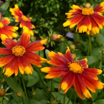 Tickseed - Coreopsis Uptick™ Gold and Bronze Tickseed - Coreopsis Uptick™ Gold and Bronze
