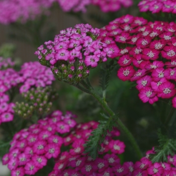 Achillea millefolium 'New Vintage™ Violet' - New Vintage Violet Yarrow Achillea millefolium 'New Vintage™ Violet' - New Vintage Violet Yarrow