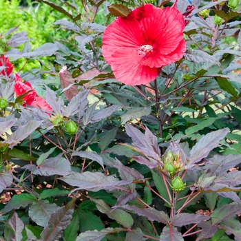 Hibiscus 'Midnight Marvel' - 'Midnight Marvel' Rose Mallow Hibiscus 'Midnight Marvel' - 'Midnight Marvel' Rose Mallow