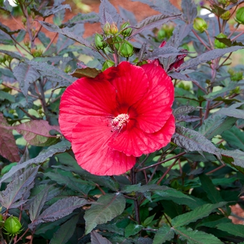 Hibiscus x moscheutos 'Midnight Marvel' - Midnight Marvel Hibiscus Hibiscus x moscheutos 'Midnight Marvel' - Midnight Marvel Hibiscus