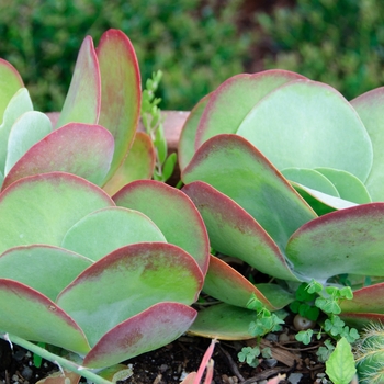 Kalanchoe luciae - Paddle Plant Kalanchoe luciae - Paddle Plant