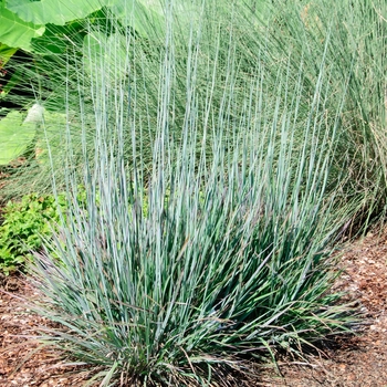 Schizachyrium scoparium 'Standing Ovation' - Standing Ovation Little Bluestem