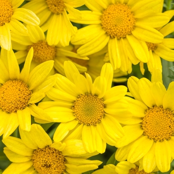 Argyranthemum frutescens - Golden Butterfly® Argyranthemum frutescens - Golden Butterfly®
