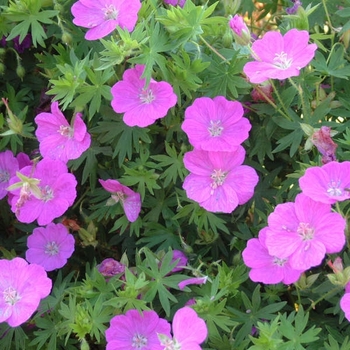 Geranium sanguineum - Cranesbill