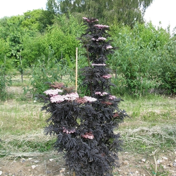 Sambucus nigra - 'Laced Up®' Elderberry