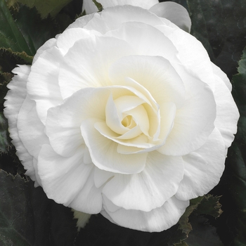 Begonia x hybrida - Nonstop Mocca Joy White Begonia Begonia x hybrida - Nonstop Mocca Joy White Begonia