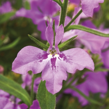 Lobelia erinus - Lobelia Techno Heat Upright Purple Lobelia erinus - Lobelia Techno Heat Upright Purple
