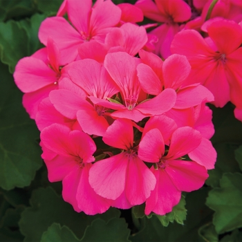 Pelargonium 'Caliente® Rose' - Caliente Rose Geranium Pelargonium 'Caliente® Rose' - Caliente Rose Geranium