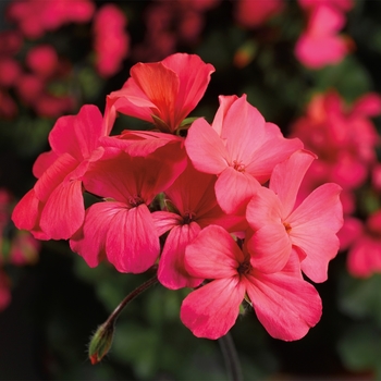 Pelargonium 'Caliente® Coral Salmon' - Caliente Coral Salmon Geranium Pelargonium 'Caliente® Coral Salmon' - Caliente Coral Salmon Geranium