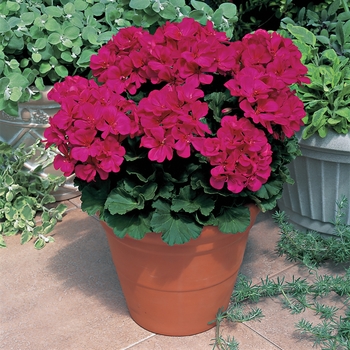 Pelargonium x hortorum 'Tango™ Violet' - Zonal Geranium Pelargonium x hortorum 'Tango™ Violet' - Zonal Geranium